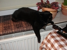 Kicia sobie odpoczywa. :D