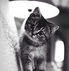 meow