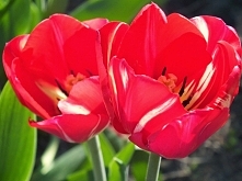 tulipany