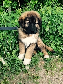 Owczarek kaukaski, mój anioł stróż