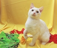 Cyryl-Jeden z cudownych kotków, który czeka na swoich kochających właścicieli (adopcja). Zapraszam do odwiedzenia strony :) Ja już jednym z nich się zaopiekowałam :)