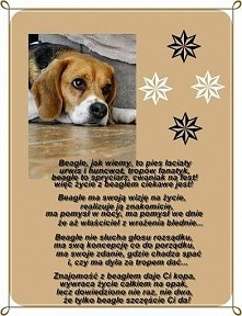 beagle <3