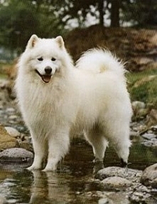 Samojed