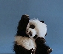 słodziaczekk prawda???