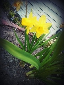 ◆wiosna , cieplejszy wieje ...