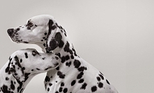 Nowa twarz La Roche :)