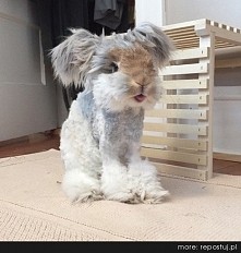 Przed Państwem Wally