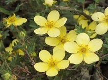 pięciornik żółty