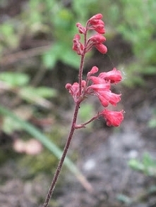 heuchera