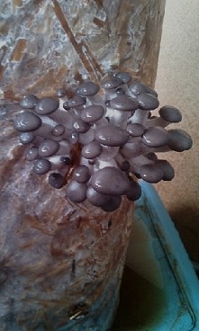 pierwsze w mojej chodowli b...