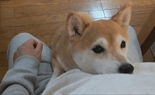 Trzeba przygarnąć psa :)