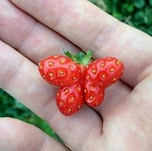 truskawka w kształcie motylka lub dwóch załączonych serduszek