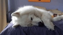 samoyed <3