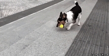 GIF