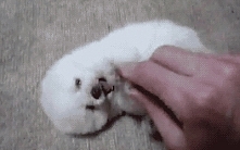 GIF