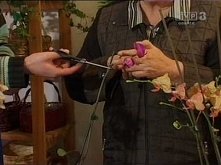 Storczyki - podlewanie i przesadzanie