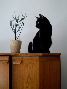 flower and black cat