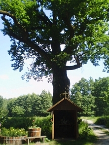 piękna kapliczka w starym dębie ..