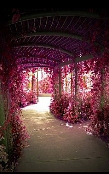 #flowers #wow #pink #my #dr...