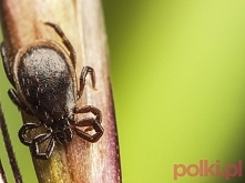 Jak rozpoznać kleszczowe zapalenie mózgu?

Kleszczowe zapalenie mózgu to groźna choroba wirusowa przenoszona przez kleszcze. Sprawdź, jak rozpoznać objawy choroby!
Jak rozpoznać...