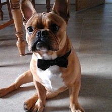 Mój piesek♡♡ Rocky