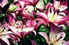 #kwiaty#lilie #różowe#vintage