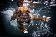 Nurkujący pies :)