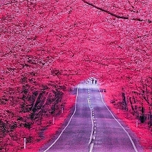 Piekne <3 Japońskie wiśnie