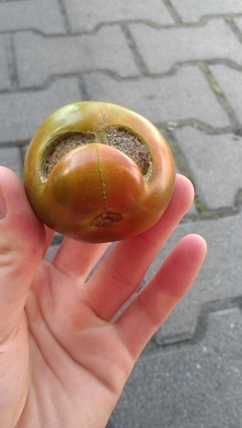 taki pomidorek *_*