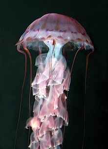 meduza
