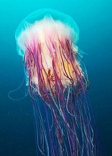 meduza