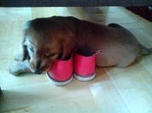 położył się na butach i gryzie ;-) :-) co za pies