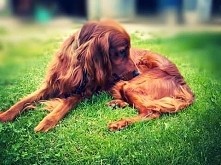 Mój kochany seter irlandzki Pysiek <3