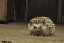 GIF