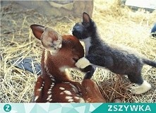 best friends :) piękne zdjęcie 