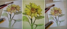 Słonecznik - wykonane kredkami akwarelowymi