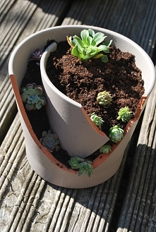 skalniaczek kolejny mój