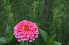 cynia i boże drzewko:)