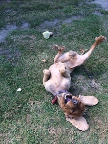 #fado#cockerspaniel#happy W...