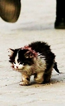 Nikt nie odważył się dotknąć tego kota… Wtedy on wziął go w ramiona… To, co wydarzyło się później, ściska za serce!