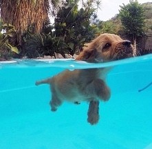 śliczności pod wodą ♡