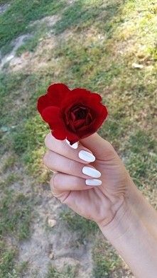 Biała hybrydka I kwiatek od...