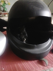 Rambo ma nowe mieszkanie :)