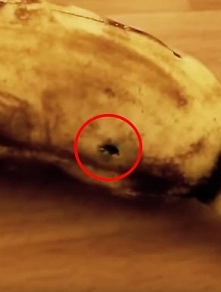 Po obejrzeniu tego filmu już nigdy nie tkniesz banana. Gdy to zobaczyłam, nie mogłam uwierzyć własnym oczom!