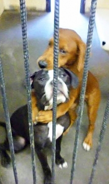 Ta fotografia uratowała ich przed pewną śmiercią! Poznajcie niesamowitą historię Kala i Keira