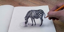 zebra