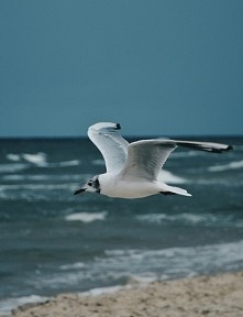 Mewka ;) Bałtyk 2015