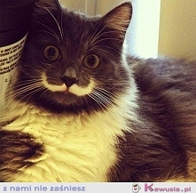 Wąsiki :)
