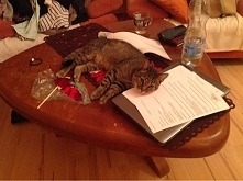 najlepiej na środku stołu :D