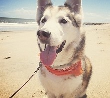 19 rzadko spotykanych psich krzyżówek o niepowtarzalnej urodzie.